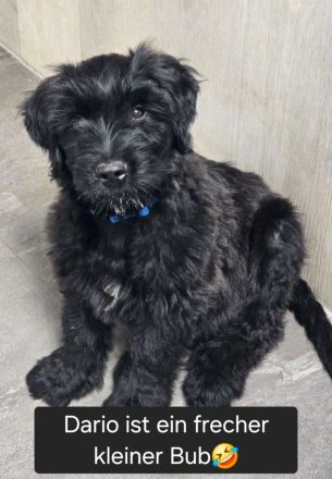 Traum Welpen sind da