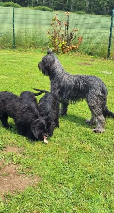 Traum Welpen sind da