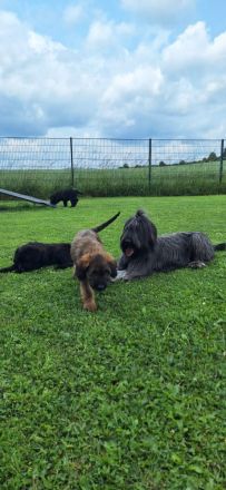 Traum Welpen sind da