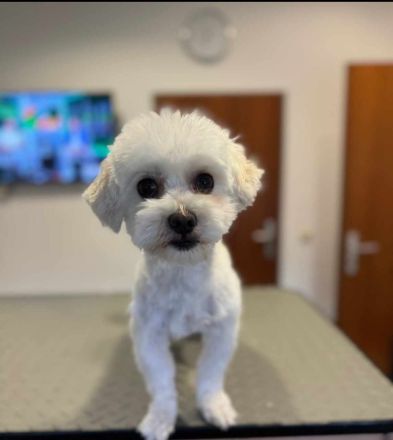 Wunderschöner Malteser Deckrüde/KEIN Verkauf