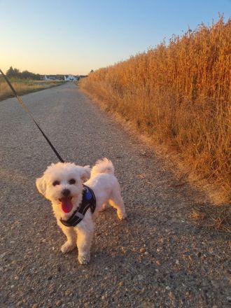 Wunderschöner Malteser Deckrüde/KEIN Verkauf