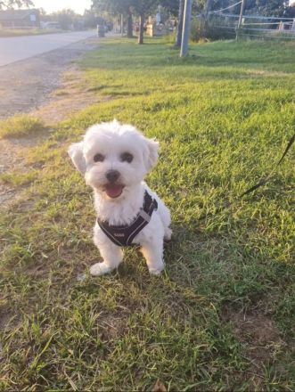 Wunderschöner Malteser Deckrüde/KEIN Verkauf