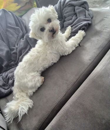 Wunderschöner Malteser Deckrüde/KEIN Verkauf