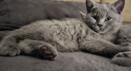 ZUCKERSÜSSES BKH Kitten