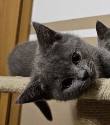 ZUCKERSÜSSES BKH Kitten