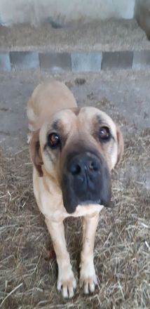 Rufus italienisch deutsche Dogge 8 Jahre Rüde Platz vor Preis