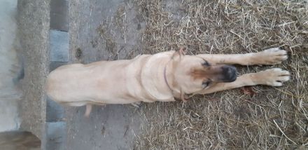 Rufus italienisch deutsche Dogge 8 Jahre Rüde Platz vor Preis