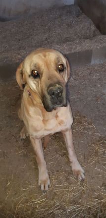 Rufus italienisch deutsche Dogge 8 Jahre Rüde Platz vor Preis