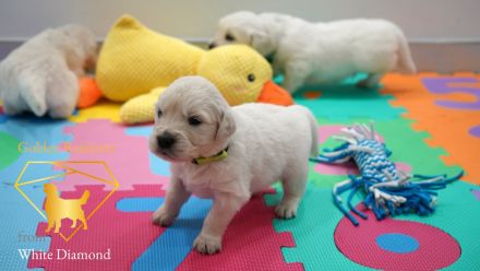 Reinrassige Golden Retriever Welpen Creme Weiss mit Ahnentafel ED HD Frei, Laboklin getestet