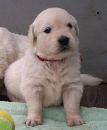 Reinrassige Golden Retriever Welpen Creme Weiss mit Ahnentafel ED HD Frei, Laboklin getestet