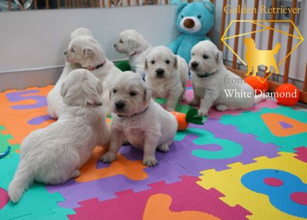 Reinrassige Golden Retriever Welpen Creme Weiss mit Ahnentafel ED HD Frei, Laboklin getestet