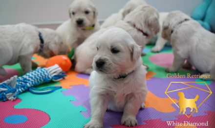 Reinrassige Golden Retriever Welpen Creme Weiss mit Ahnentafel ED HD Frei, Laboklin getestet