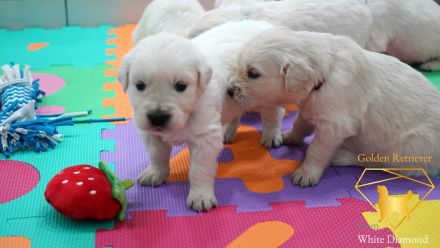 Reinrassige Golden Retriever Welpen Creme Weiss mit Ahnentafel ED HD Frei, Laboklin getestet