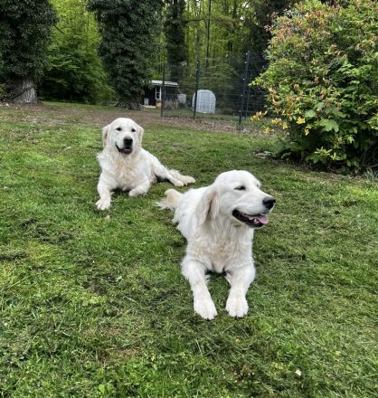 Reinrassige Golden Retriever Welpen Creme Weiss mit Ahnentafel ED HD Frei, Laboklin getestet