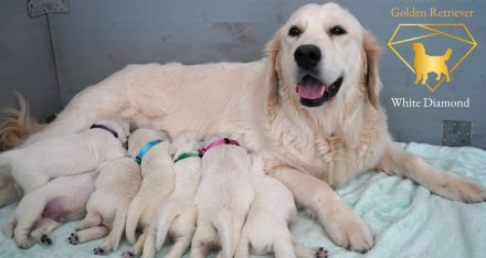 Reinrassige Golden Retriever Welpen Creme Weiss mit Ahnentafel ED HD Frei, Laboklin getestet