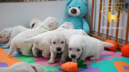 Reinrassige Golden Retriever Welpen Creme Weiss mit Ahnentafel ED HD Frei, Laboklin getestet