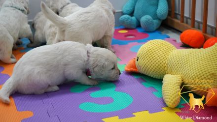 Reinrassige Golden Retriever Welpen Creme Weiss mit Ahnentafel ED HD Frei, Laboklin getestet