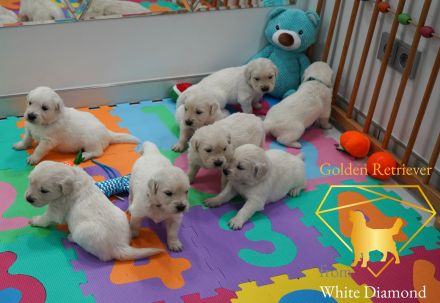 Reinrassige Golden Retriever Welpen Creme Weiss mit Ahnentafel ED HD Frei, Laboklin getestet