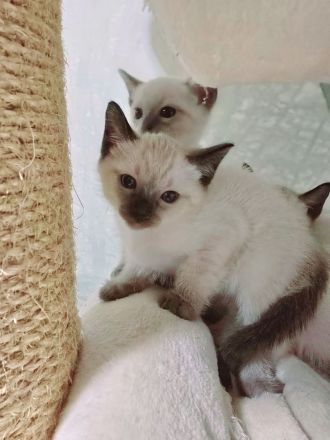 Thai Kitten (old Siam) mit Stammbaum suchen Dich