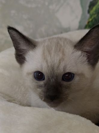Thai Kitten (old Siam) mit Stammbaum suchen Dich