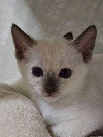 Thai Kitten (old Siam) mit Stammbaum suchen Dich
