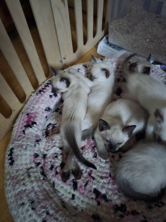 Thai Kitten (old Siam) mit Stammbaum suchen Dich