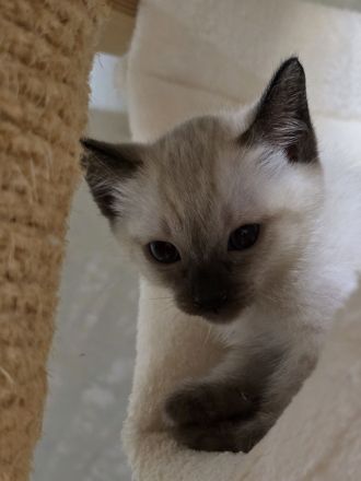 Thai Kitten (old Siam) mit Stammbaum suchen Dich