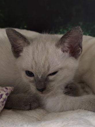 Thai Kitten (old Siam) mit Stammbaum suchen Dich