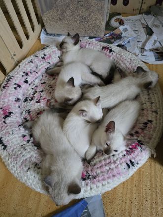 Thai Kitten (old Siam) mit Stammbaum suchen Dich