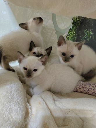 Thai Kitten (old Siam) mit Stammbaum suchen Dich