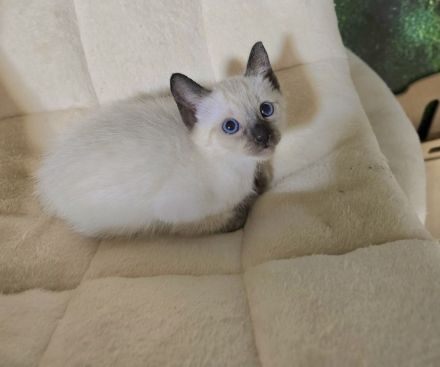 Thai Kitten (old Siam) mit Stammbaum suchen Dich