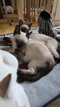 Thai Kitten (trad. Siam) mit Stammbaum suchen das liebevolle Zuhause