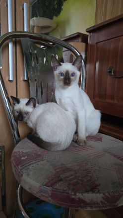 Thai Kitten (trad. Siam) mit Stammbaum suchen das liebevolle Zuhause