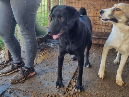 ONJA  ca. 1-jährige, hübsche Jung-Hündin, ca. 57 cm, wird eine treue Begleiterin