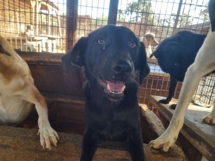 ONJA  ca. 1-jährige, hübsche Jung-Hündin, ca. 57 cm, wird eine treue Begleiterin