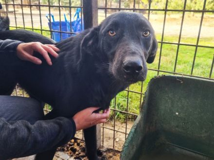 ONJA  ca. 1-jährige, hübsche Jung-Hündin, ca. 57 cm, wird eine treue Begleiterin