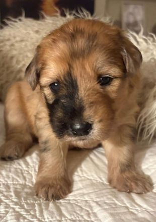 Schafspudel Welpen privat