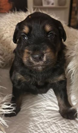 Schafspudel Welpen privat