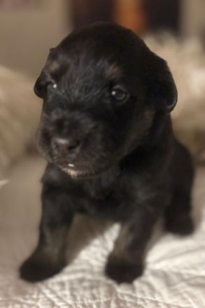 Schafspudel Welpen privat