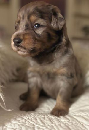 Schafspudel Welpen privat