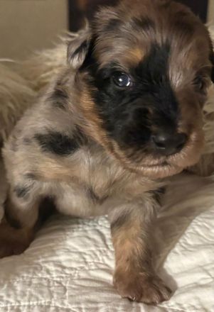 Schafspudel Welpen privat