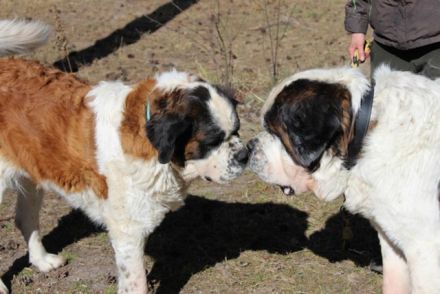 Bootsmann, Bernhardiner, geb. 2018, Traumhund mit Handicap