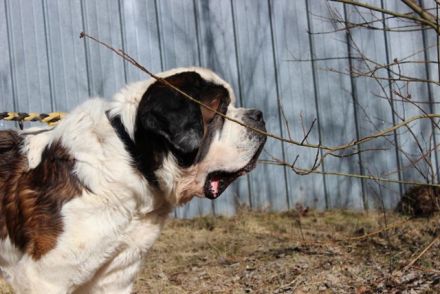 Bootsmann, Bernhardiner, geb. 2018, Traumhund mit Handicap