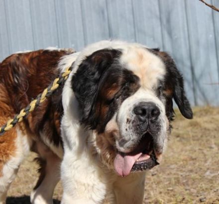 Bootsmann, Bernhardiner, geb. 2018, Traumhund mit Handicap