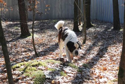 Bootsmann, Bernhardiner, geb. 2018, Traumhund mit Handicap