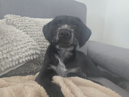 Labrador Schnauzermix/ Labrador Schäferhundmix