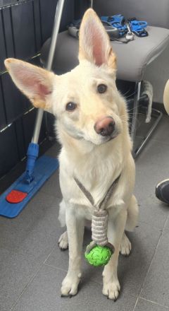 Labrador Schnauzermix/ Labrador Schäferhundmix