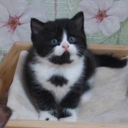 Süße BKH Kitten Mit Stammbaum