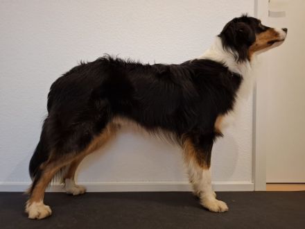 Australian Shepherd Rüde Moe from the old Tree