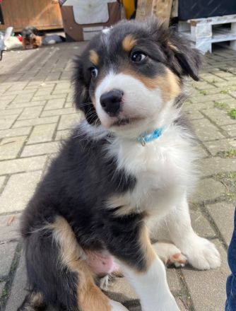 Australian Shepherd Rüde Moe from the old Tree